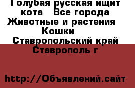 Голубая русская ищит кота - Все города Животные и растения » Кошки   . Ставропольский край,Ставрополь г.